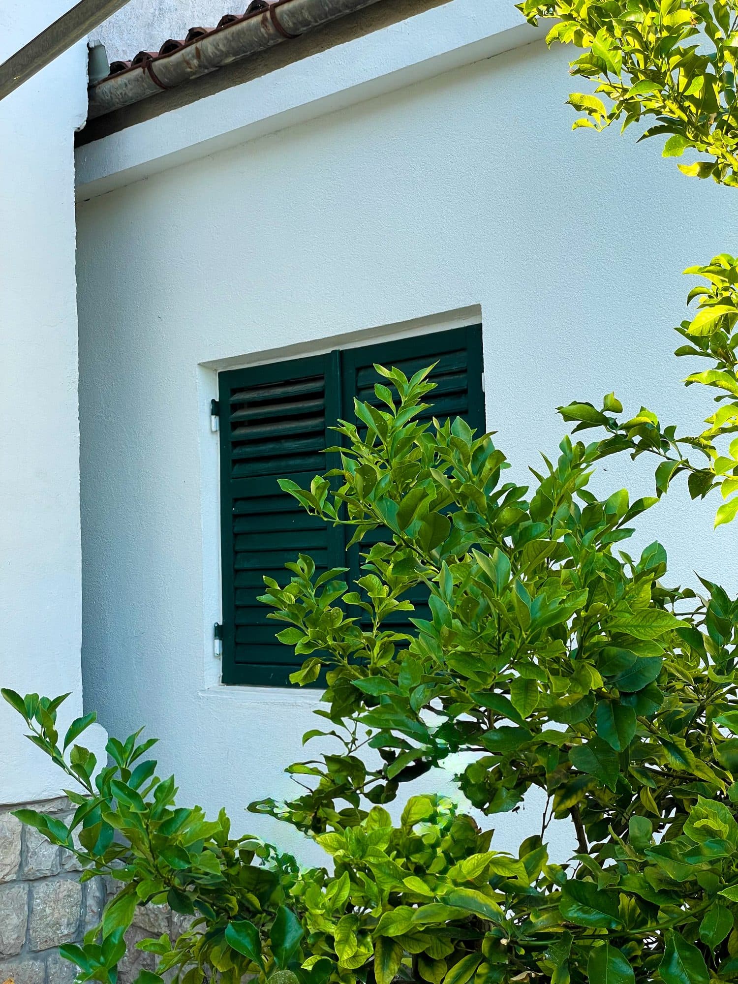 Zeleni škuri na beloj fasadi kuće, limunovo drvo u dvorištu
